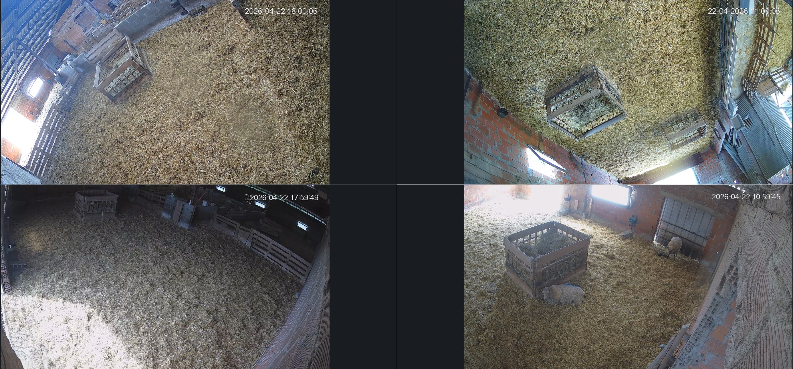 Mosaïque des 4 vues caméras d'une bergerie en Dordogne avec 80 brebis