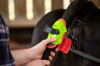 Capteur de vêlage connecté sur la queue d'une vache